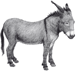 Okay Donkey logo