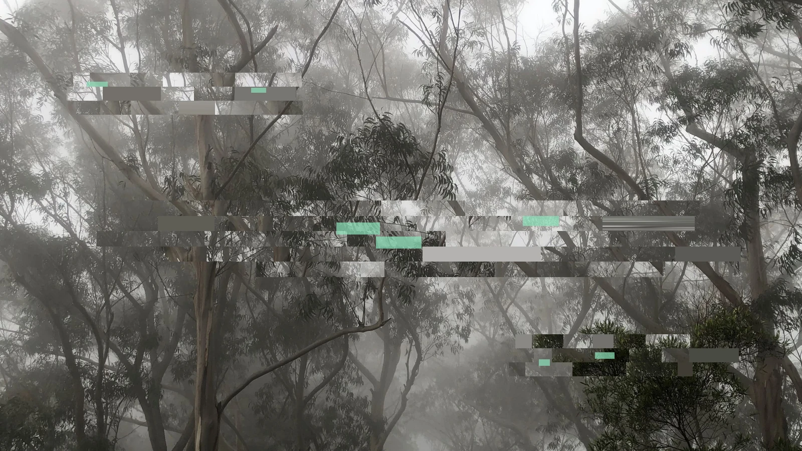 Slender forest trees disappearing into white mist, interrupted by broad digital fragments and small coloured blocks.
